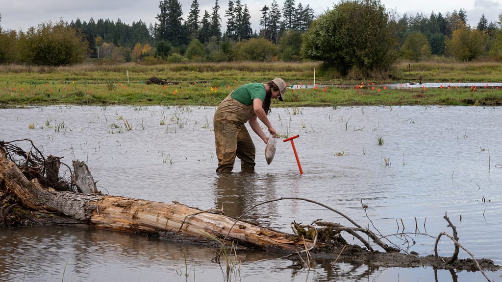 A person standing in a pond planting.