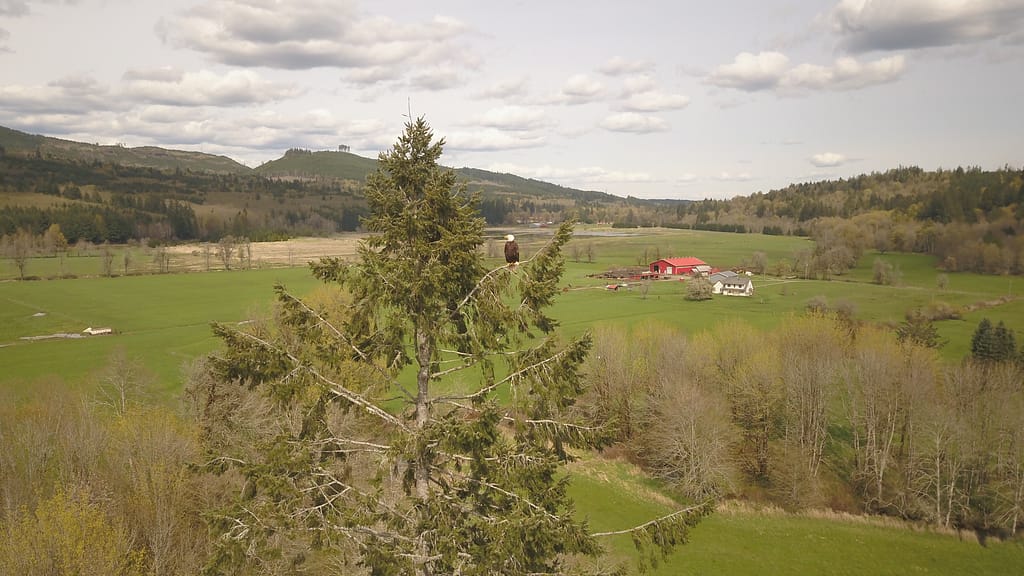 A bald eagle in a tree
