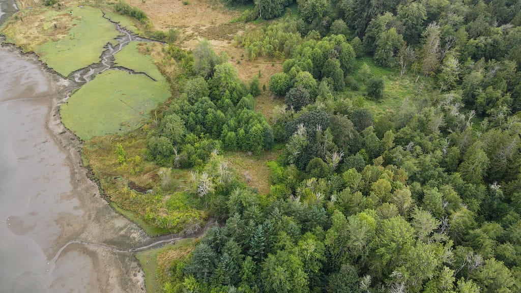 A shoreline surrounded by forest