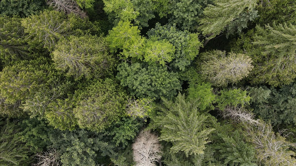 Looking down on a green forest.