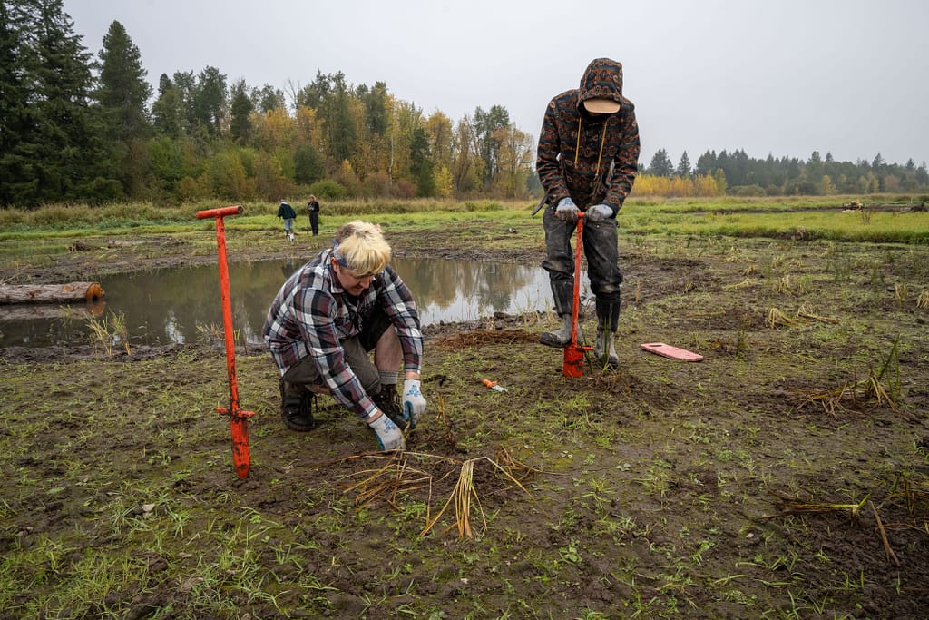 Two people stooped over planting.