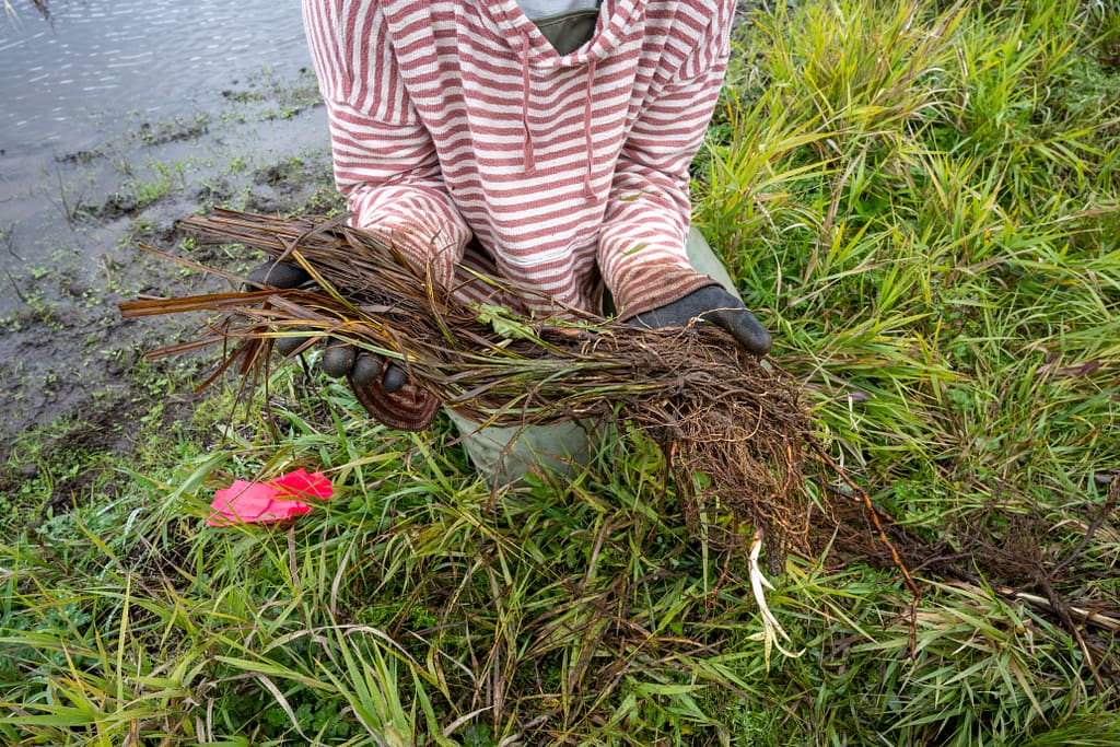 Two gloved hands holding plants with their roots showing.
