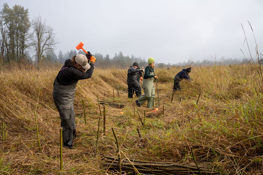crew member using a mallet to plant