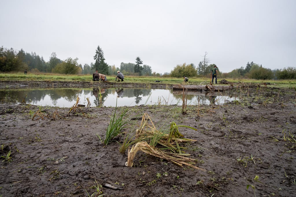 New plantings in the mud with a pond.