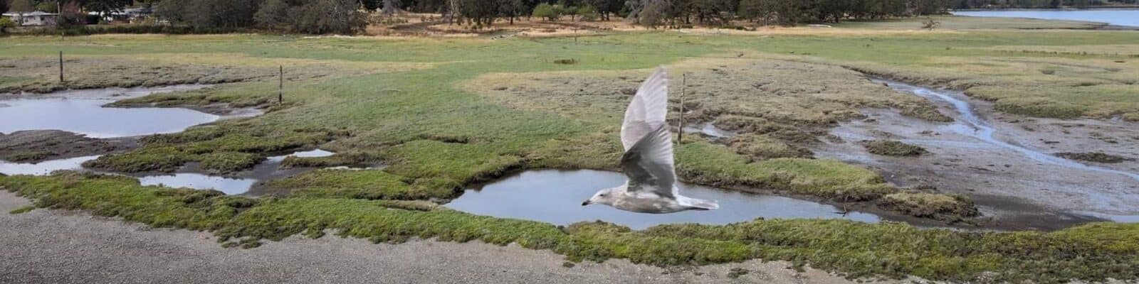 Bird flying over land