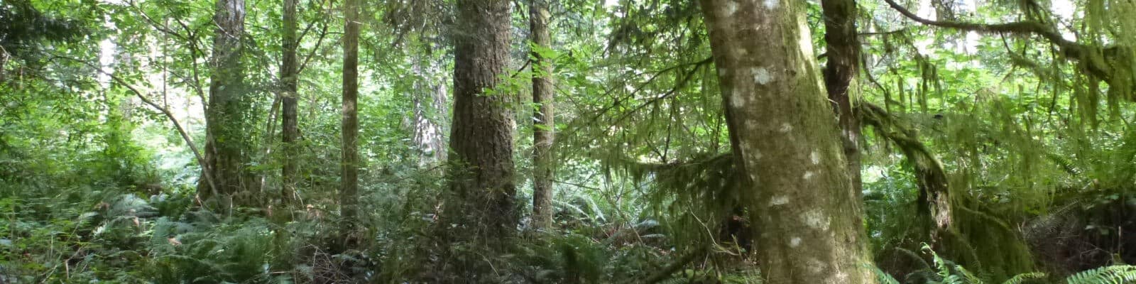 Bayfield Forest CE