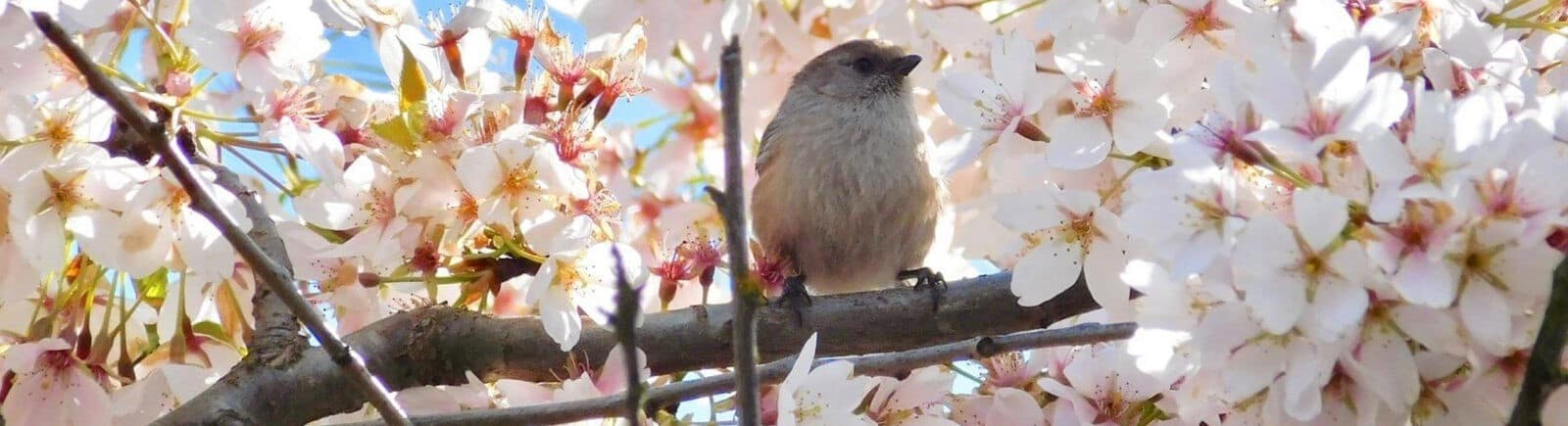 A bushtit in a cherry tree