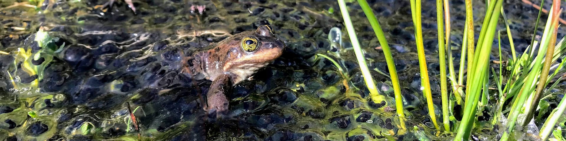 A brown and red frog in the water.