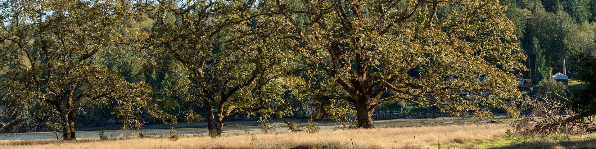 Oak trees