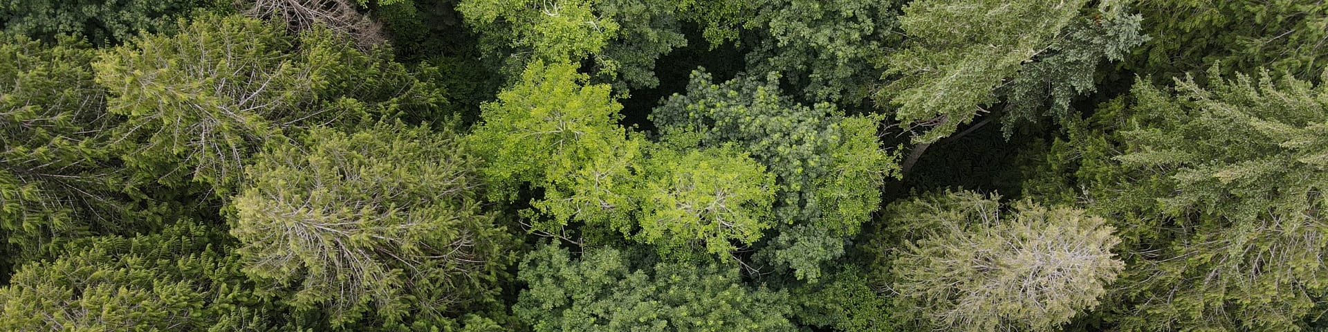Looking down on a green forest.