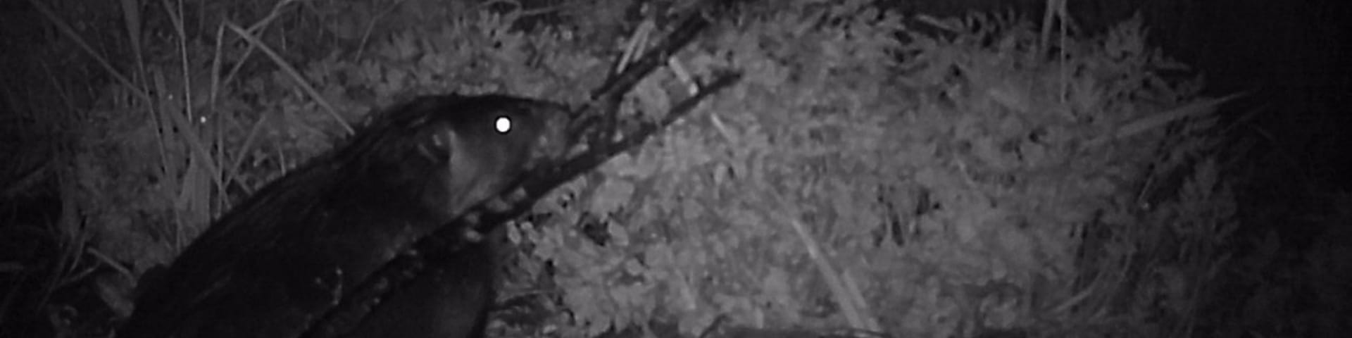 A beaver carrying sticks