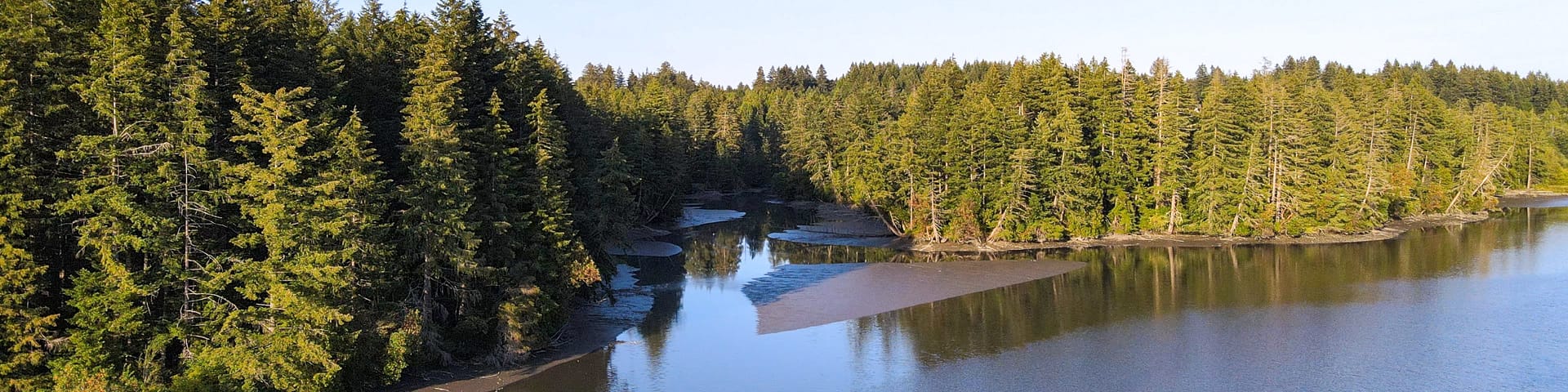 A forest along a shoreline.