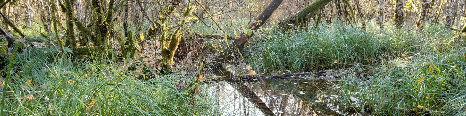 A forested wetland.