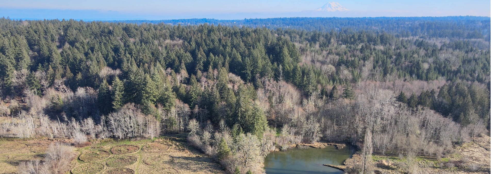 A shoreline with a forest and large mountain in the background