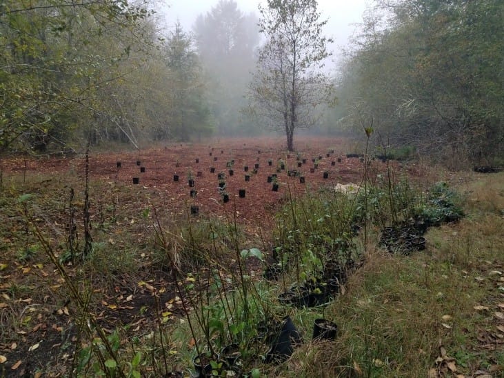 Using wood chips to create a forest