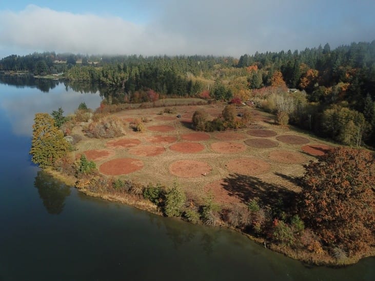 Use wood chips and forest islands for restoration