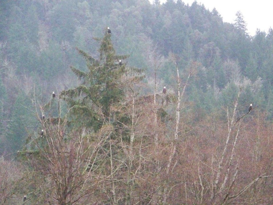 Numerous bald eagles in trees
